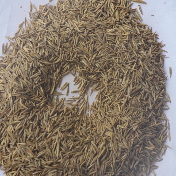 冰草种子 别名野麦子,扁穗冰草,羽状小麦草 暖季型草坪牧草种子
