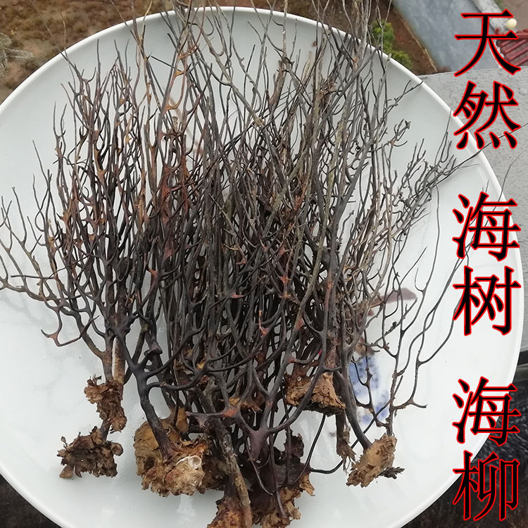 天然海螺贝壳 海树 铁树 珊瑚枝 黑铁树 海柳 黑铁树