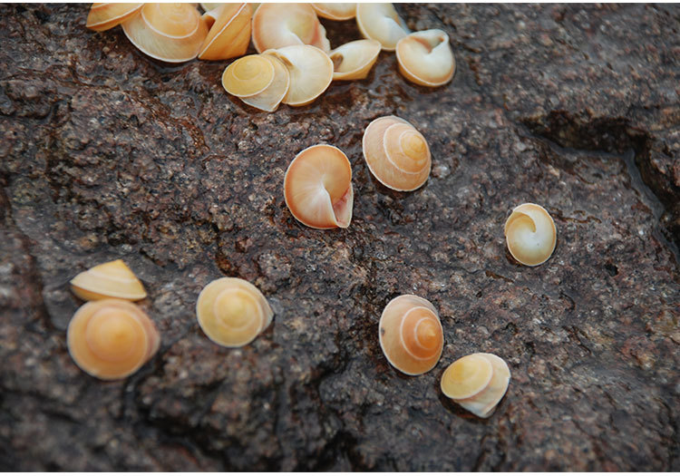 橘黄色海螺 黄贝壳 迷你蜗牛螺 0.5-1cm标本螺/贝壳工艺品/蜗牛壳