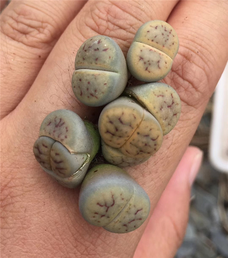 2688多肉植物生石花批发 c77招福玉1-1.5cm多肉屁屁花品种裸根发