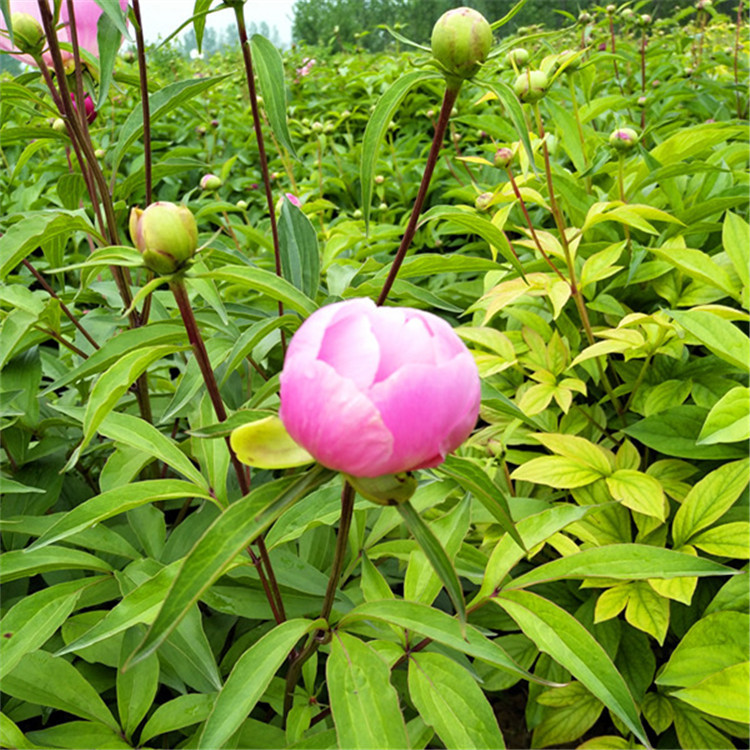 中药材种苗批发盆栽地栽白芍苗赤芍药种苗当年开花园林绿化花卉