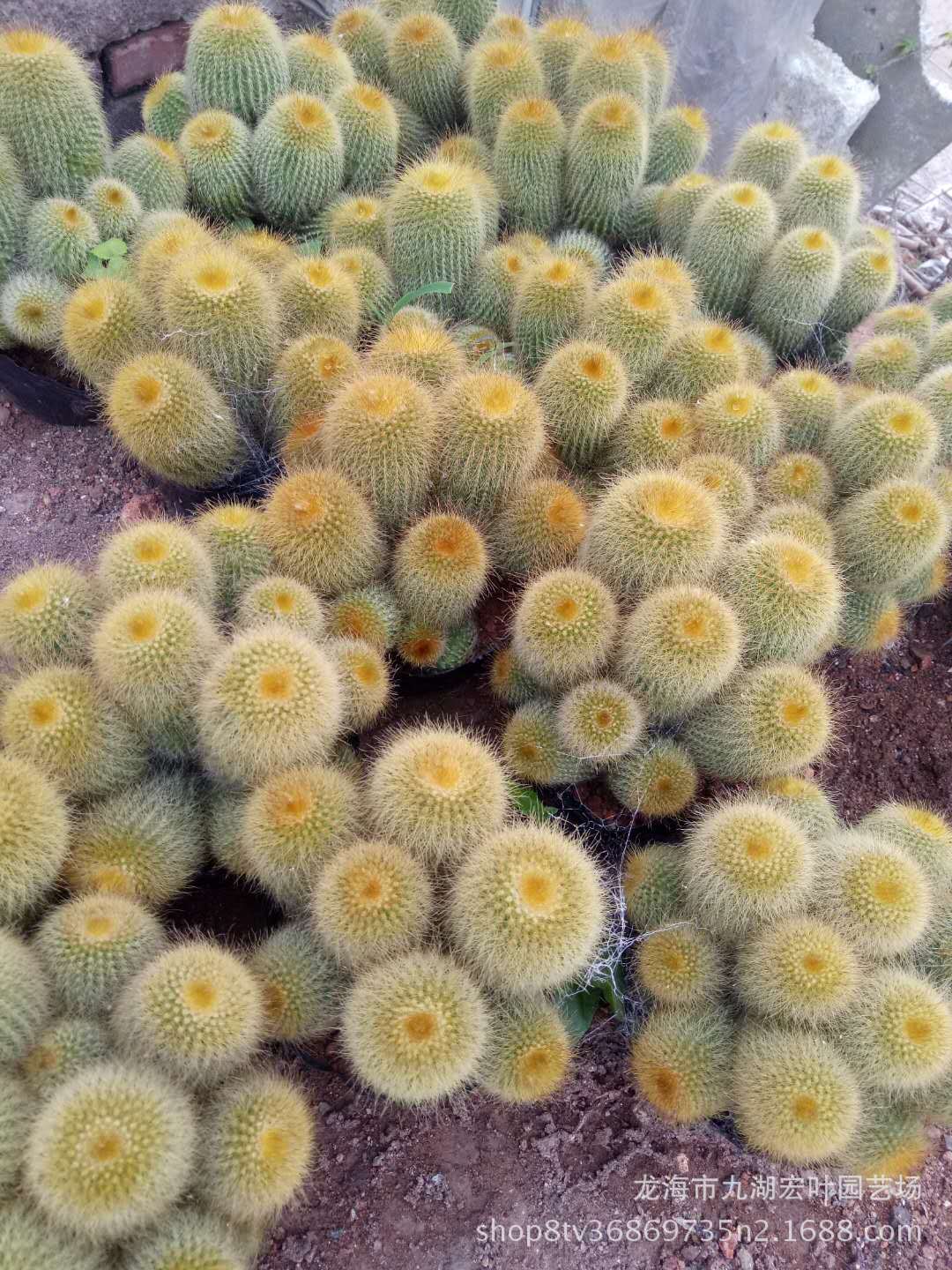 宏叶花卉 金丝猴群仙人球 直径13公分 多肉植物沙生植物产地直批