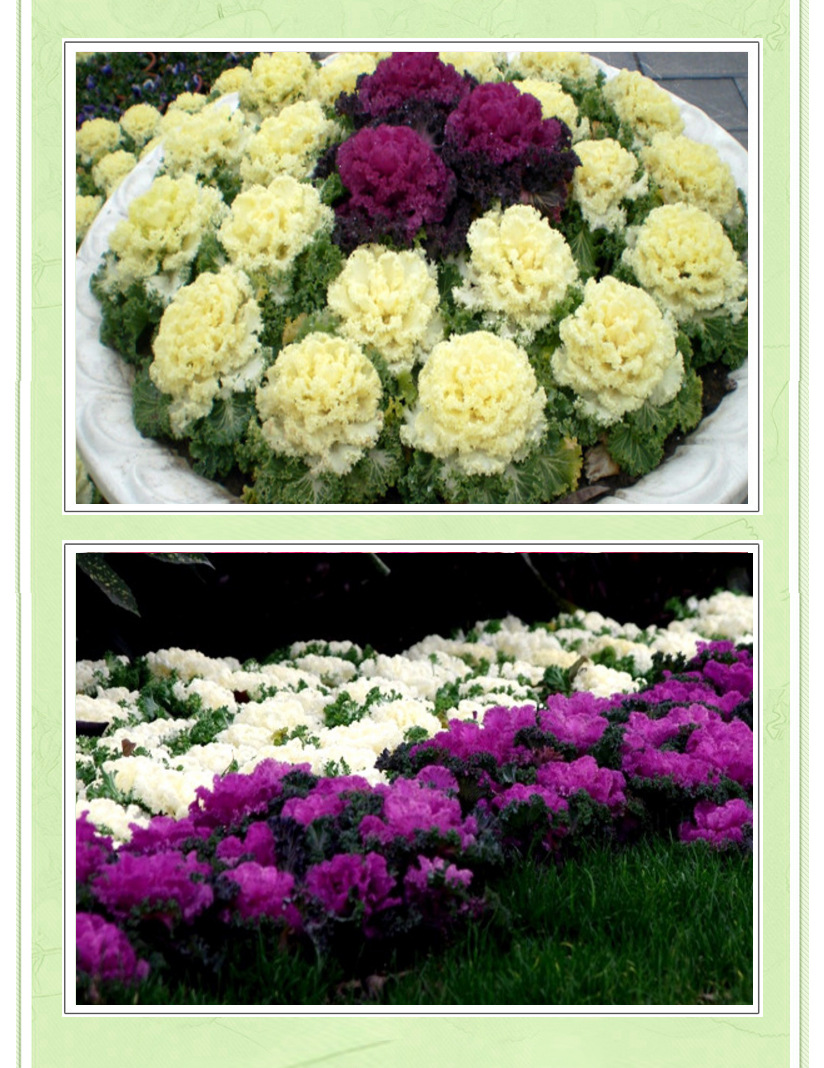 羽衣甘蓝青州基地供应抗冻耐寒草花冬季花卉绿化租摆羽衣甘蓝盆栽