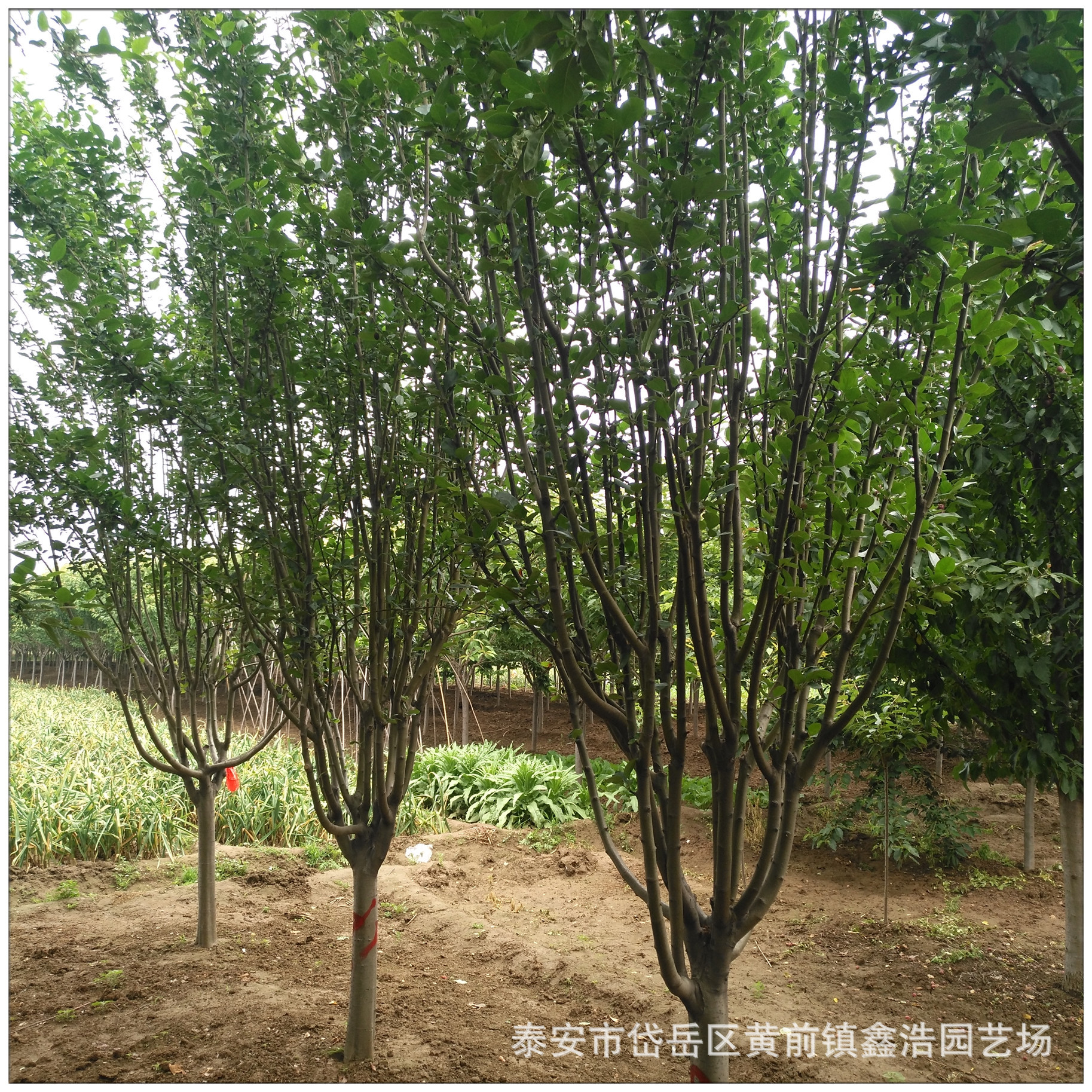 适合北方种的景观树,适合西北种植的景观树,北方耐寒观赏花树(第15页)_大山谷图库
