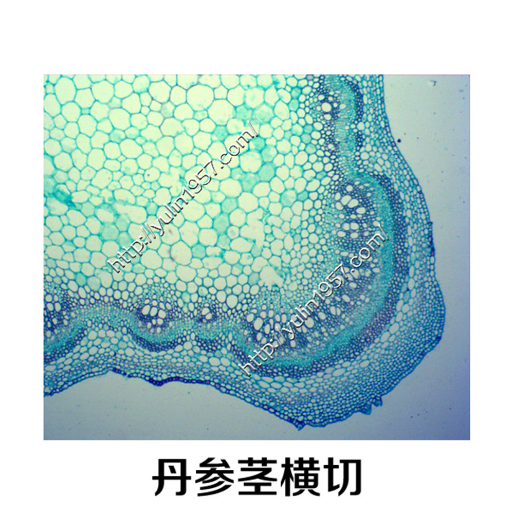 切片标本生物显微镜中药实验切片丹参茎横切