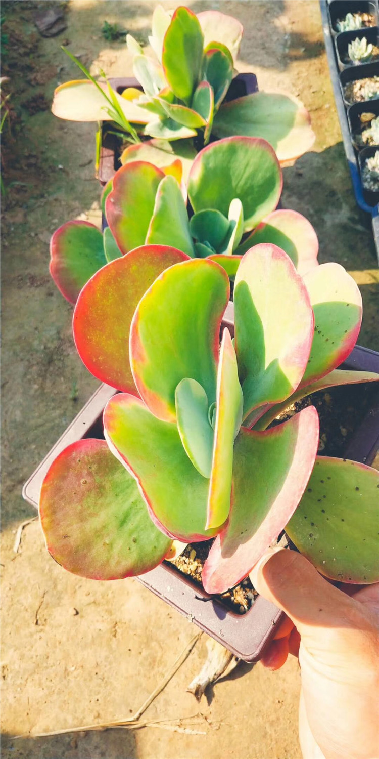 558基地多肉阳台植物批发 唐印锦盆18cm多头多肉品种状态我们限量