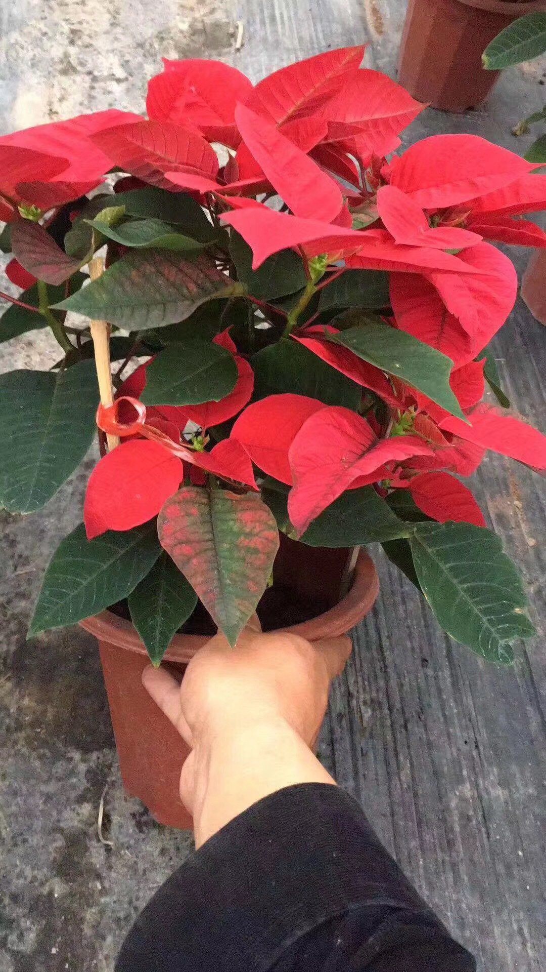 基地批发 圣诞红盆栽 吉祥万年红花卉 25-30一品红 量大价优