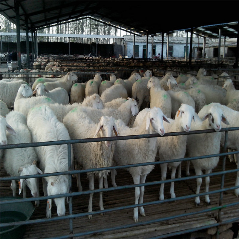 小尾寒羊市场价格 小尾寒羊多少钱一只 羊苗价格 山东养羊场提供