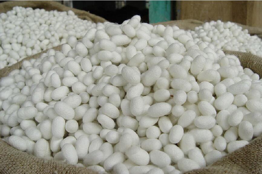 天然蚕茧 桑蚕茧 干蚕茧 美容蚕茧 100个一包 广西原产地现货直销