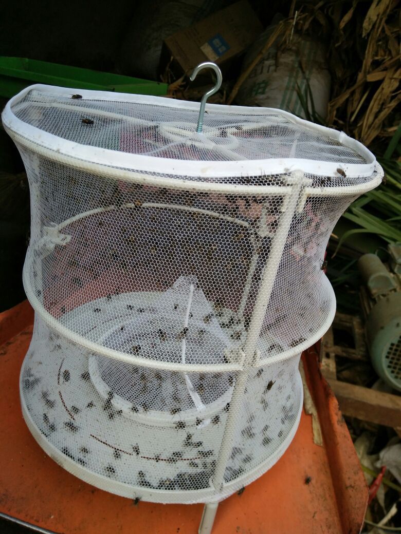 跨境专供捕蝇笼苍蝇诱捕器苍蝇笼灭蝇器家用抓捉苍蝇神器批发