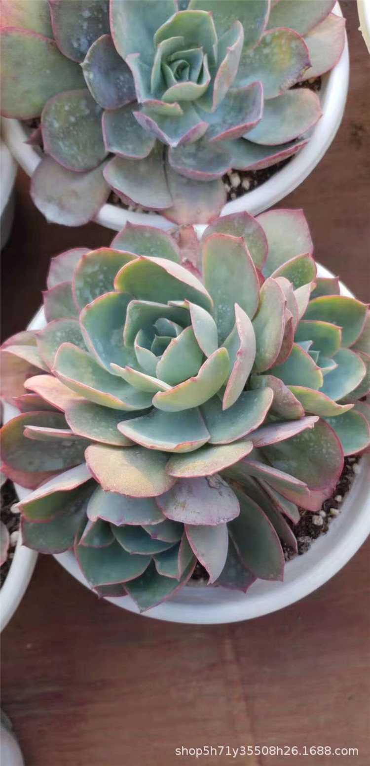 0328多肉植物大棚批发 白玫瑰群4头起盆18cm多肉品种限量