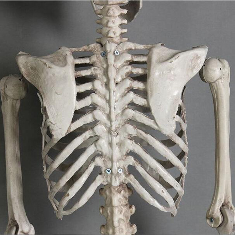 万圣节恐怖道具骷髅骨架人体骨骼骨头包酒吧鬼屋密室场地布置