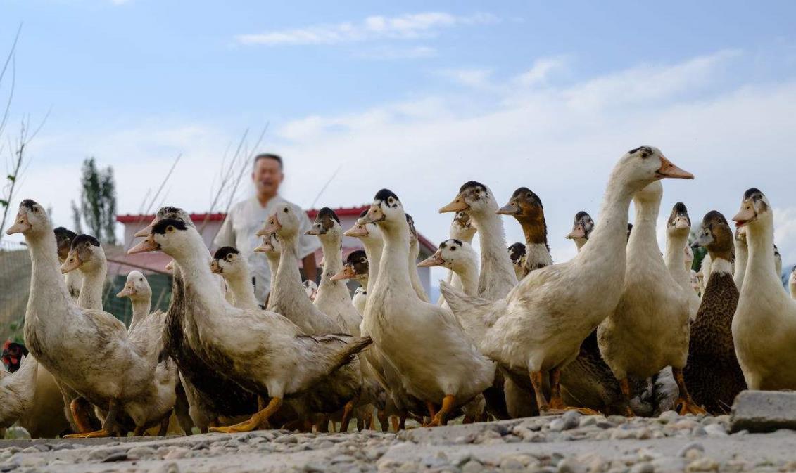 益生菌喂鸭不只催肥促长更能防病少用药
