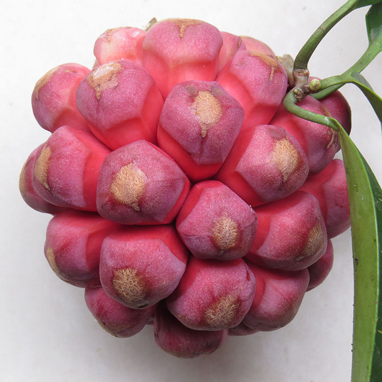 黑老虎布福娜恶魔果果实非苗木 2/3/5斤装即将上市目前没熟可咨询