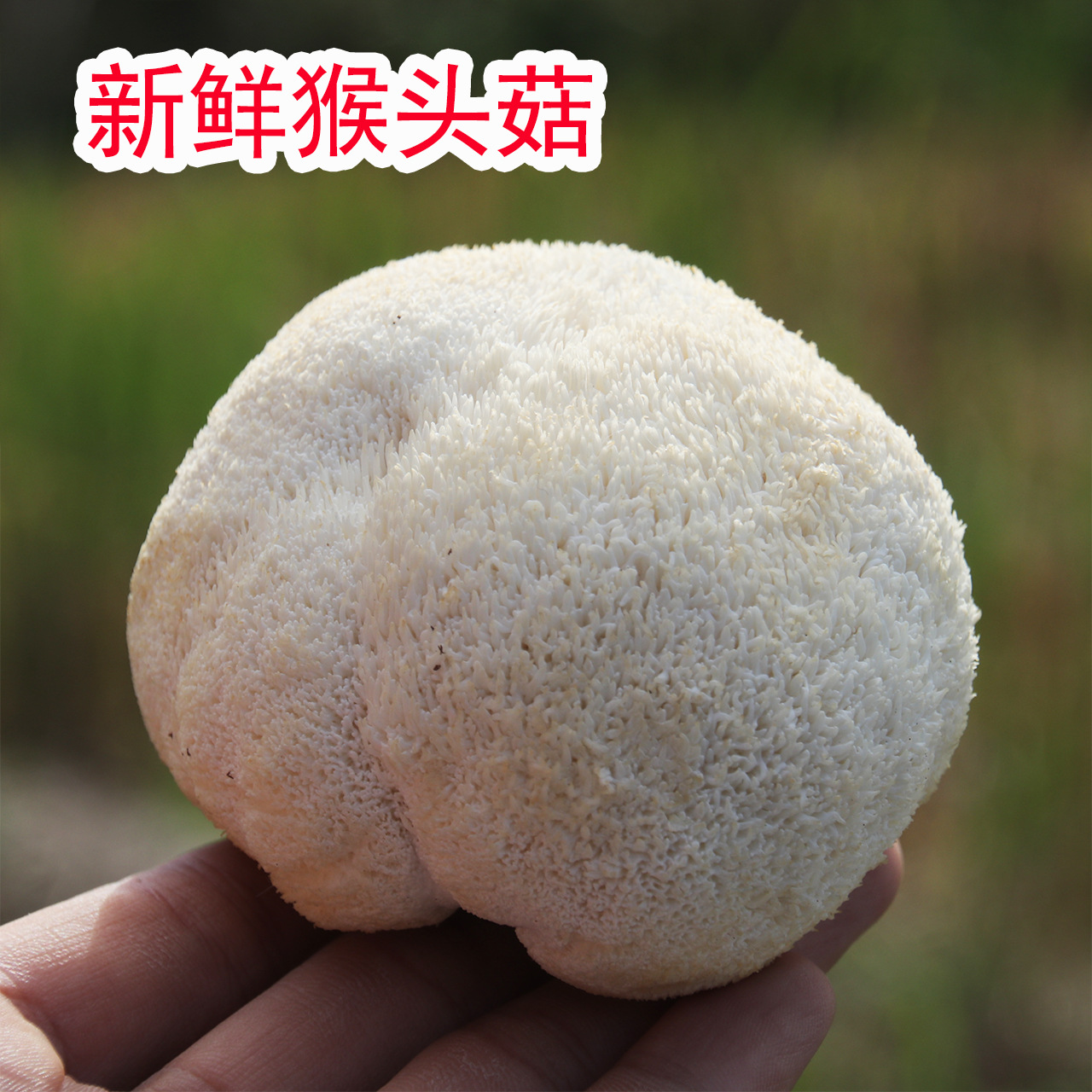 供应新鲜猴头菇现摘现发古田鲜蘑菇