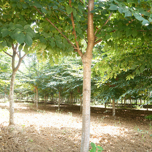 基地直销4-5m盆栽樱花种苗 花卉种苗植物樱花盆景绿化苗木批发