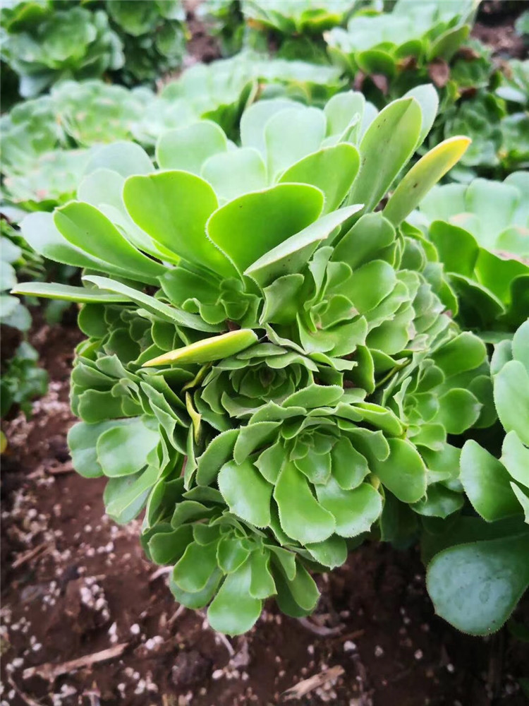 016多肉植物盆栽基地批发韶羞法师老桩30公分左右多肉法师品种