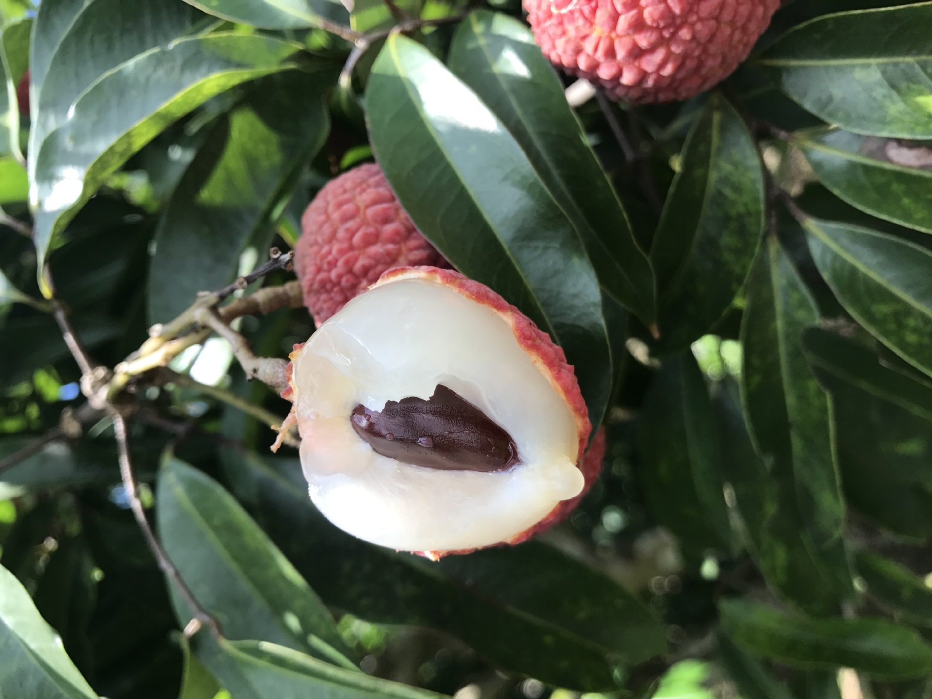 供应 广东玉荷包妃子笑靓果荔枝小籽荔枝一级大果新鲜5斤包邮.