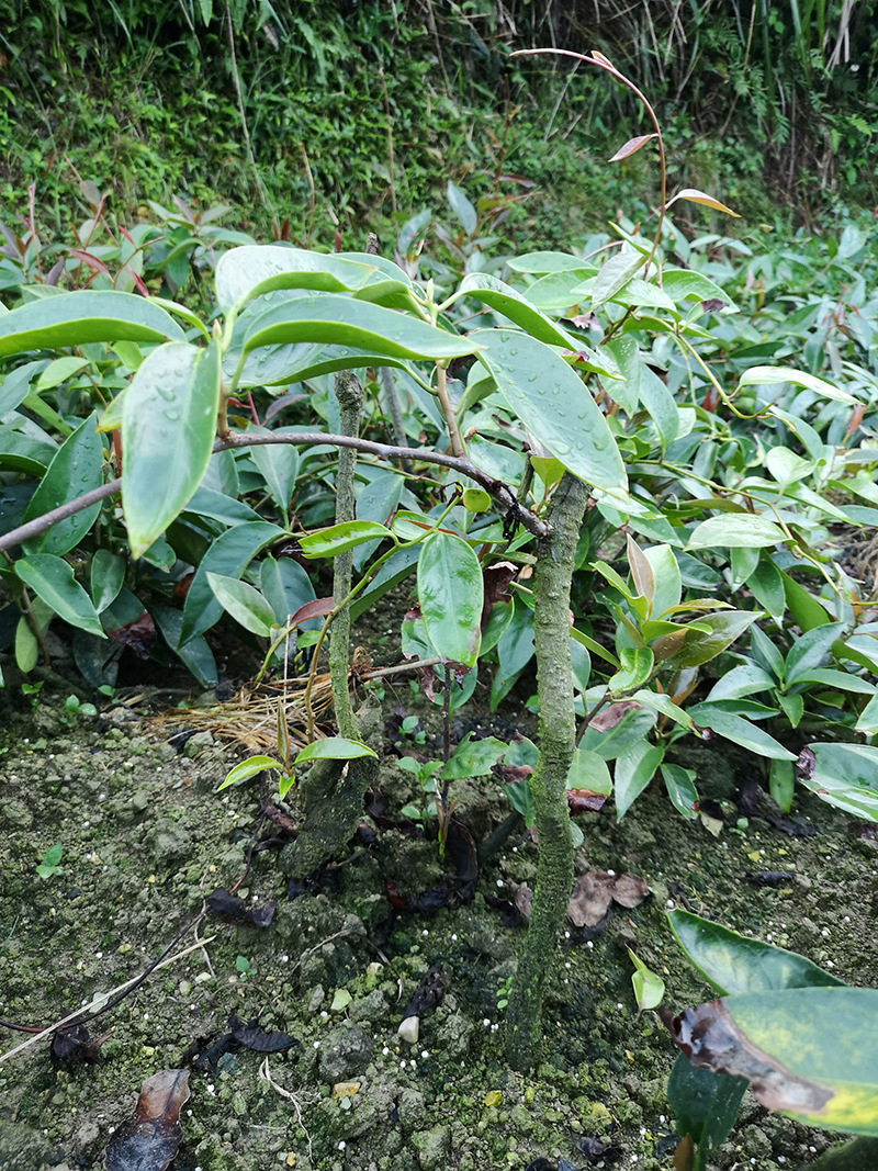 布福娜长寿果苗栽培简便 多年生常绿藤本黑老虎 爬藤果苗盆栽