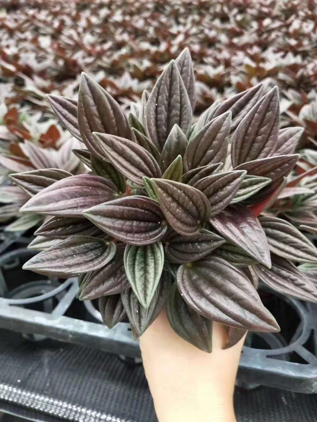 【基地直供】观叶植物室内吸甲醛花卉 椒草小盆栽绿植 90#紫天使