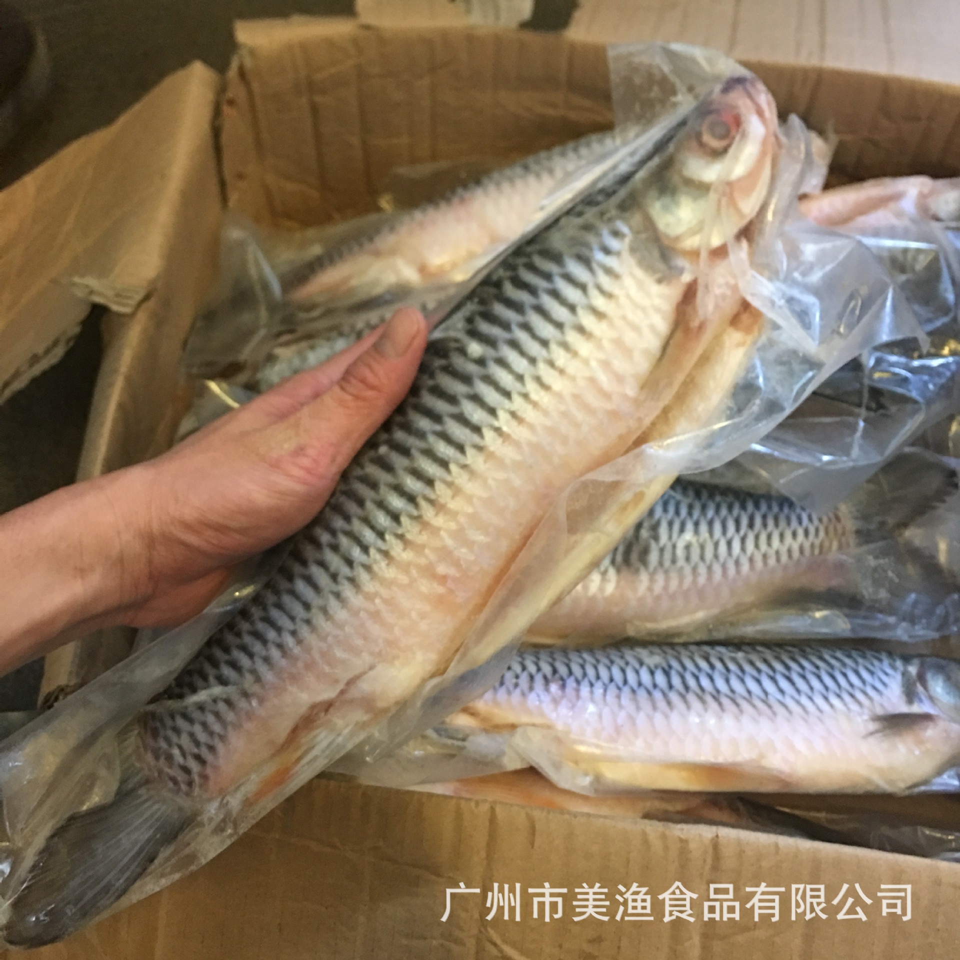 皇帝鱼 整鱼 忘不了鱼 淡水鱼 忘不了鱼 酒店餐饮常用 1.9-2斤/条