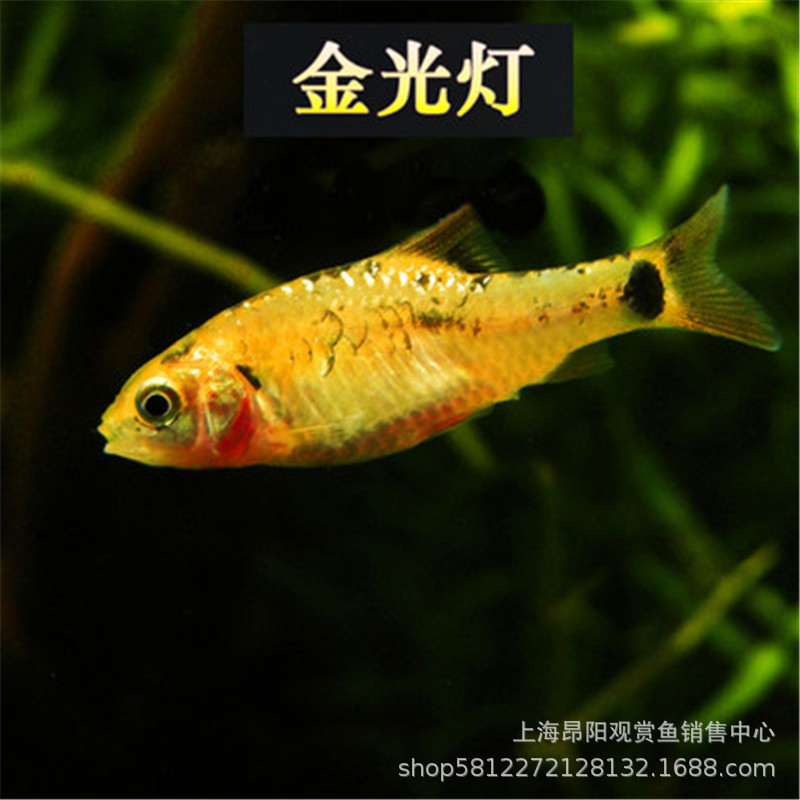 金光灯鱼小型灯科鱼热带观赏鱼批发黄金条鱼草缸群游上海渔场批发