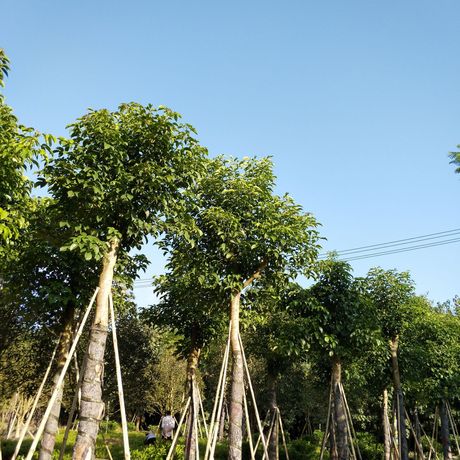 重阳木秋枫移植苗农户直销优惠多多基地批发