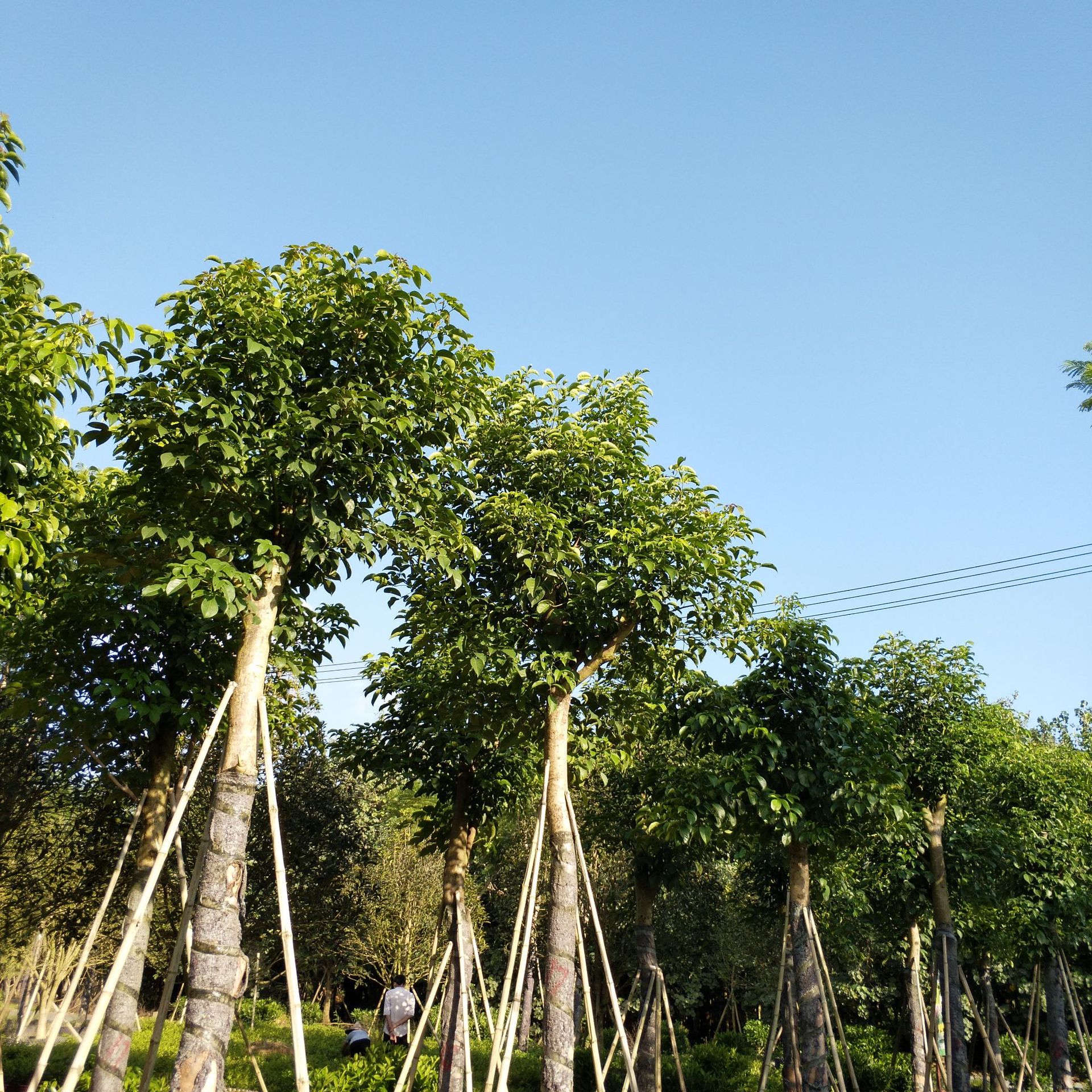 重阳木秋枫移植苗农户直销优惠多多基地批发