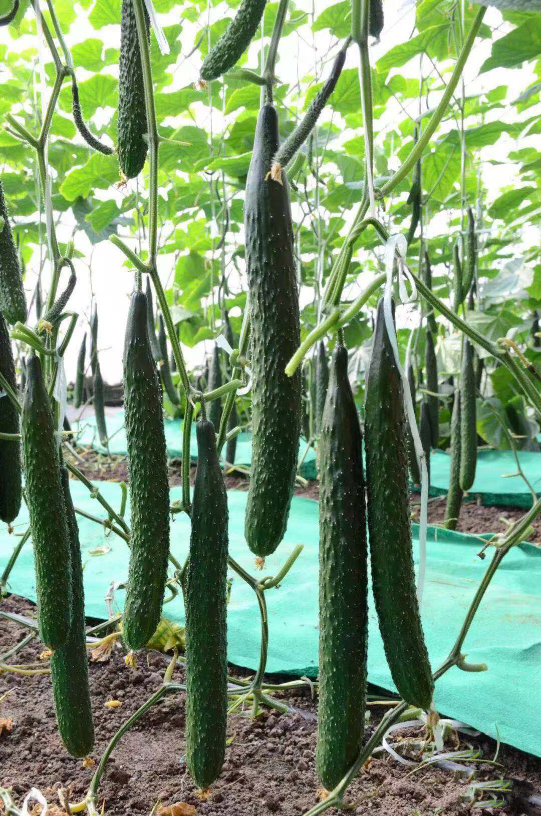 博美49号厂家批发黄瓜种子20g 温室大棚基地种植大吊瓜种子