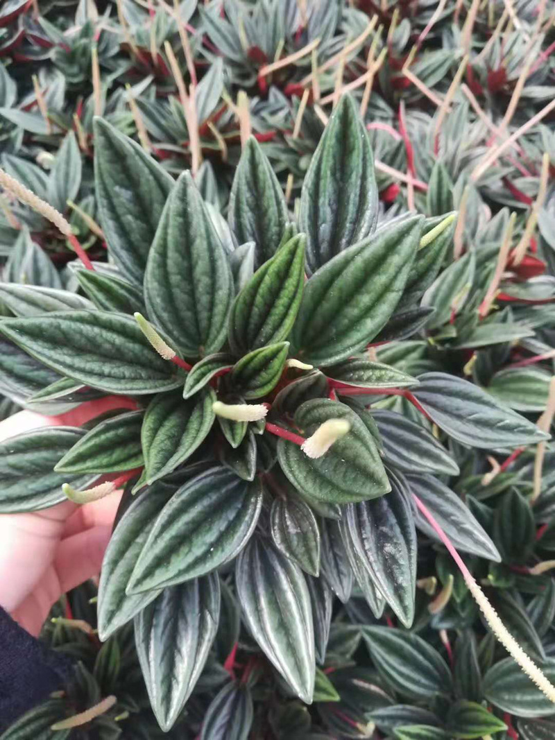 基地直供观叶植物小盆栽绿植室内吸甲醛花卉椒草90红天使