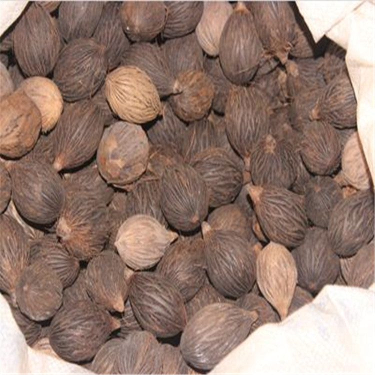 散装狐尾椰子种 千丝菩提原籽 千丝果狐狸椰子 二枝棕 狐尾棕批发