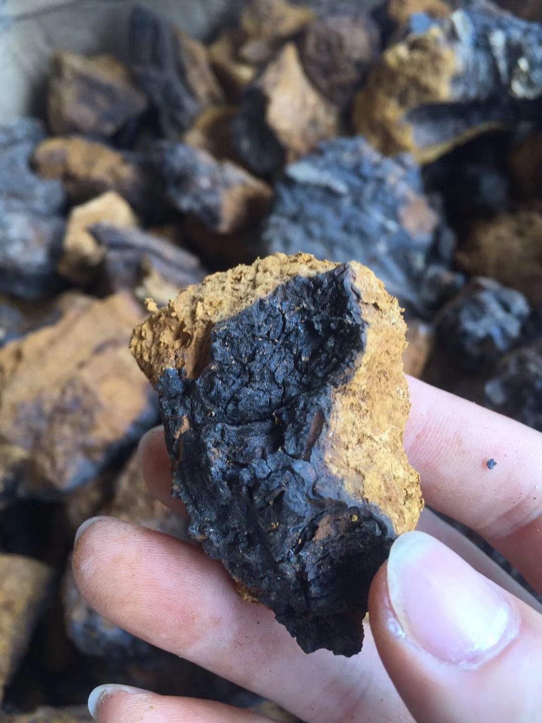 供应桦树茸灵芝东北俄罗斯优质桦褐灵芝