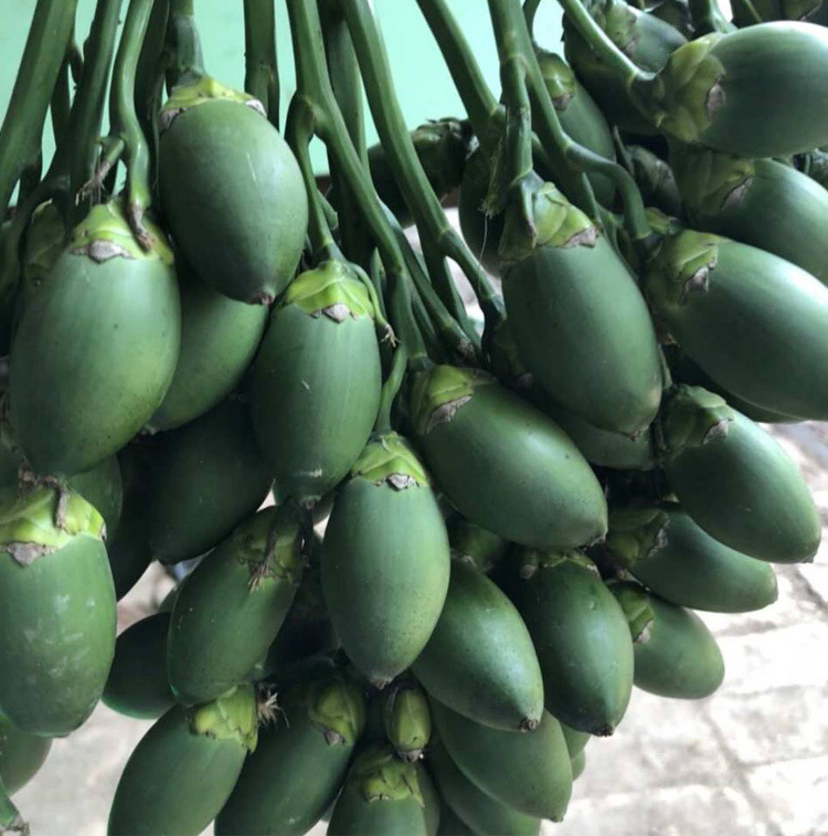 产地批发槟榔散装成都槟榔果调味品槟榔个卤鸭货香料一斤一袋