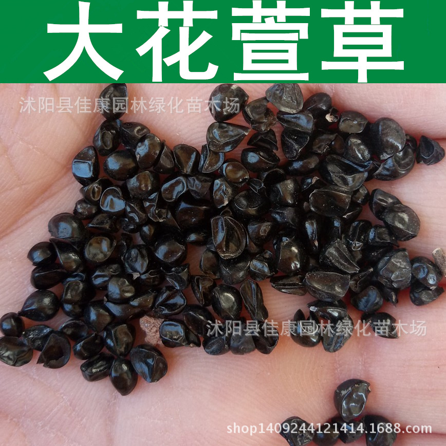草花种子 大花萱草种子 黄花菜 川草花 大苞萱草种子 1件=1斤