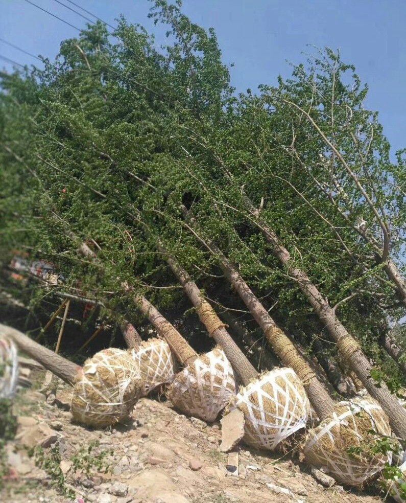 供应基地银杏苗白果树苗乔木苗银杏白果苗