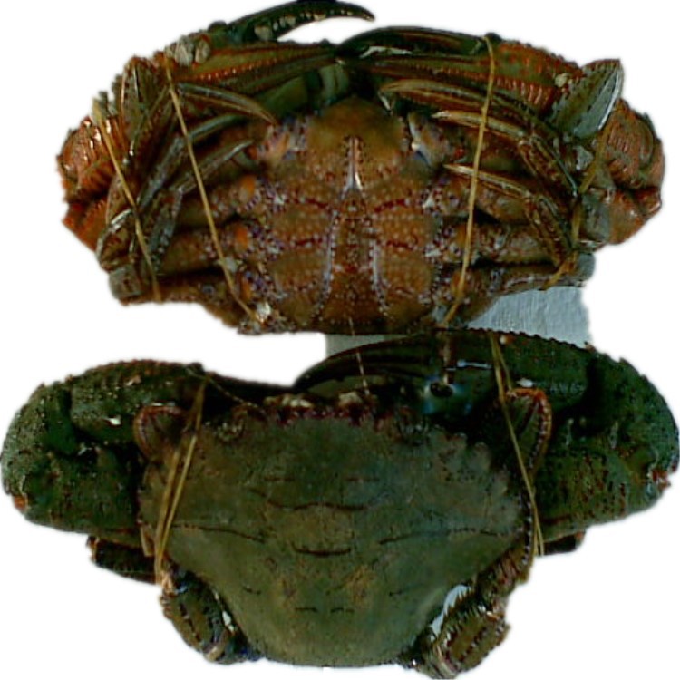 活冻黑虎蟹 黑蟹 石蟹,源于深海,肥美多肉,美味实惠