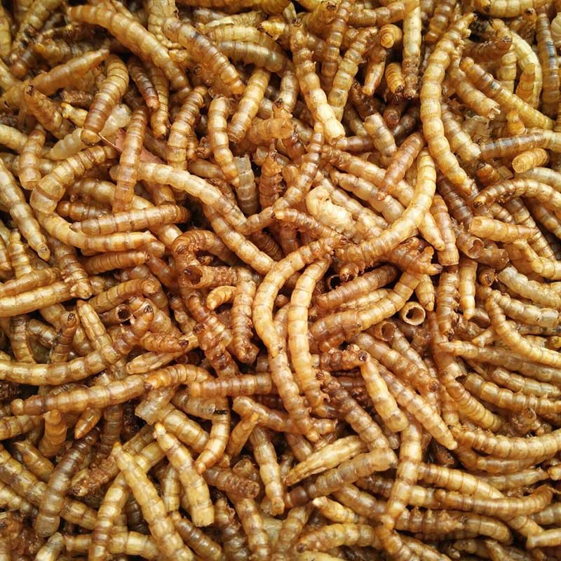 厂家供应山东零食用品黄粉虫干又名 面包虫干 380ml罐装