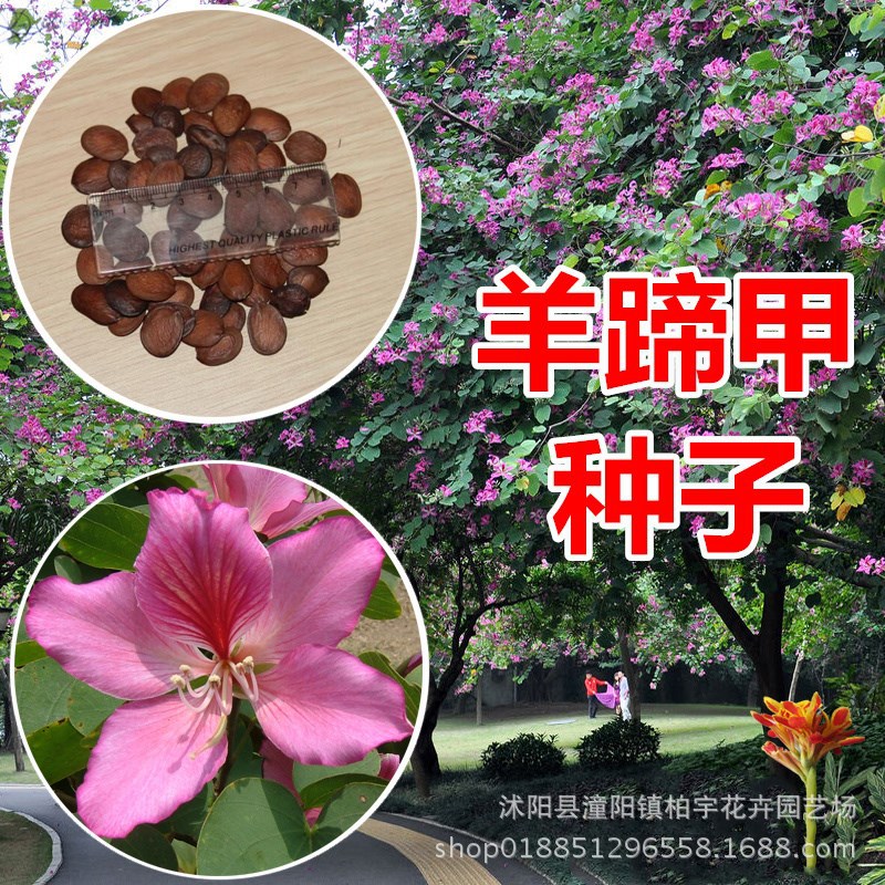 羊蹄甲种子新采羊蹄甲种子优质红花羊蹄甲种子宫粉紫荆树种子