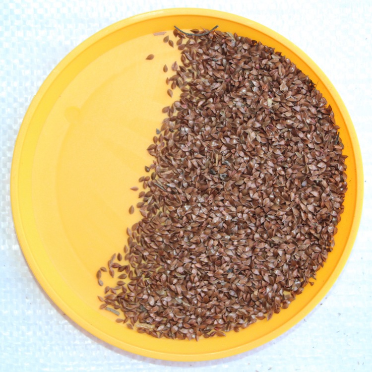 批发优质牧草种子 鲁梅克斯 洋铁叶子 高蛋白 耐寒多年生 高产量