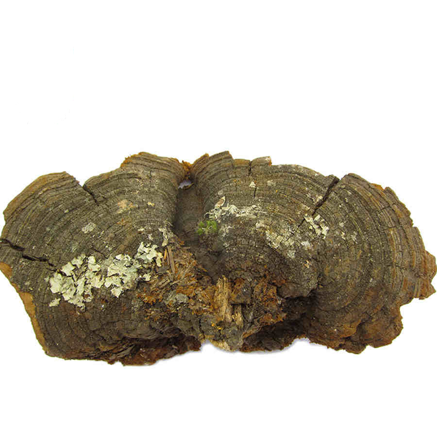 云南松针灵芝松针层孔菌灵芝可切灵芝片