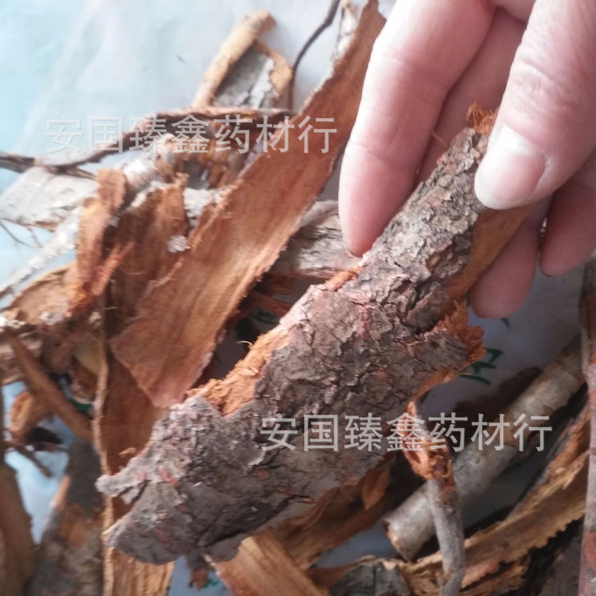 李根白皮批发 中药材李根白皮 甘李根白皮 根皮 新货无硫