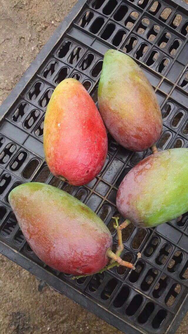 海南中贵妃芒 5/9斤净重装 包邮 三亚红金龙贵妃芒果新鲜供应代发