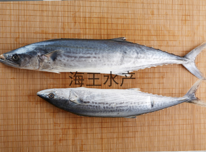 鱼冷冻海鲜包邮可来电详询订购量大价优|供应产品|舟山市海王水产食品