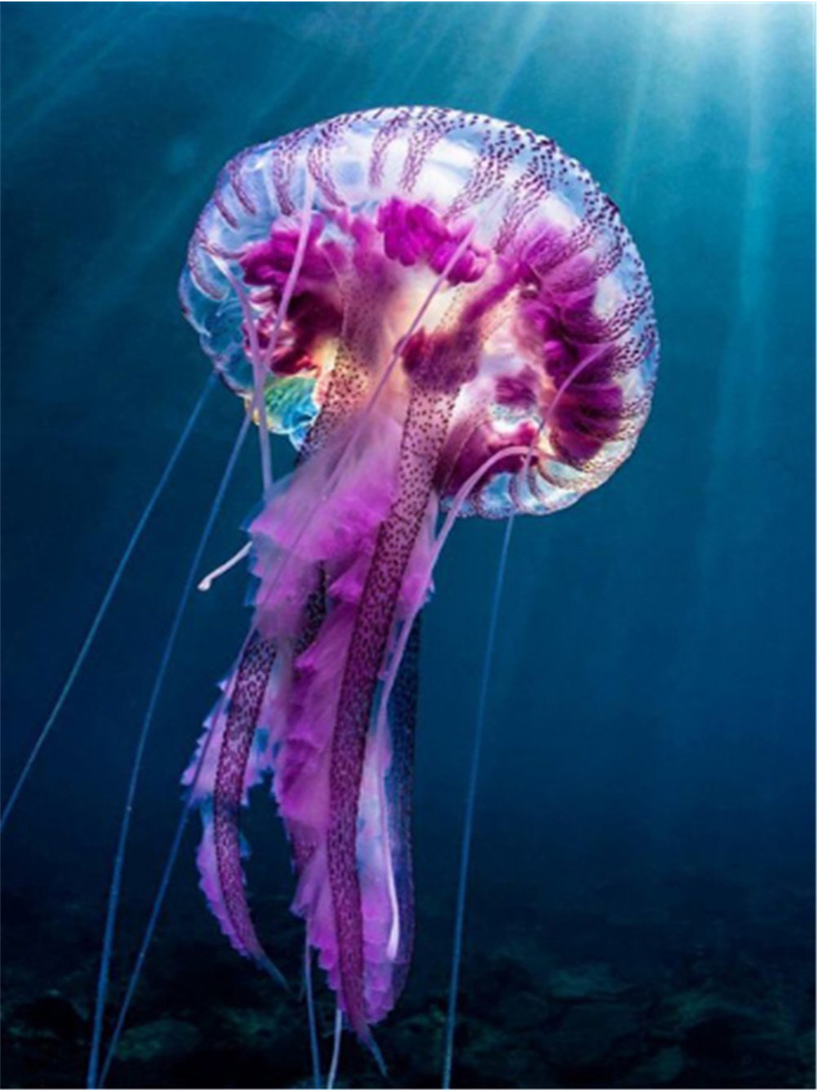 支持定制批发魔方圆钻满钻diy贴钻十字绣海底红色水母钻石画