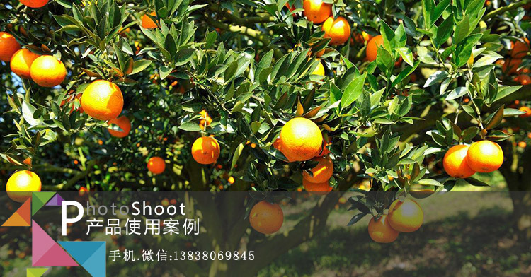 柑橘种植益生菌客户案例