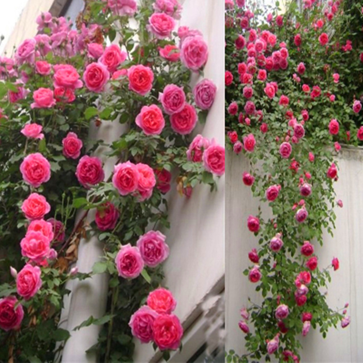 庭院阳台盆栽玫瑰欧月爬墙攀援花卉蔷薇花苗藤本月季大苗爬藤植物