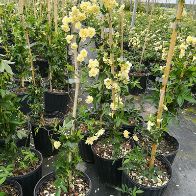 虹越重瓣黄木香 常绿藤本花卉 1加仑/小2加仑 庭院花园花架拱门