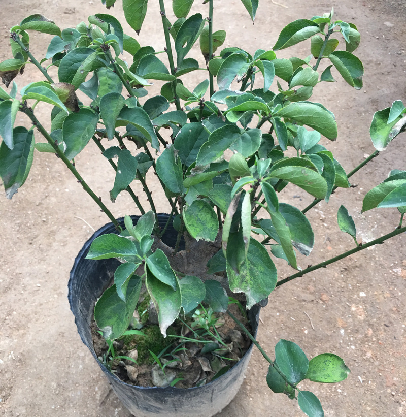 批发嫁接腊梅花 蜡梅树 素心腊梅小苗 园林小区绿化苗木批发