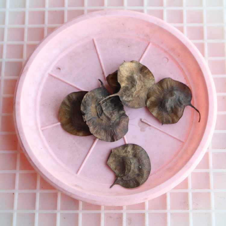 紫檀种子印度小叶紫檀种籽海南黄花梨种子金丝楠木种子红花楹种籽