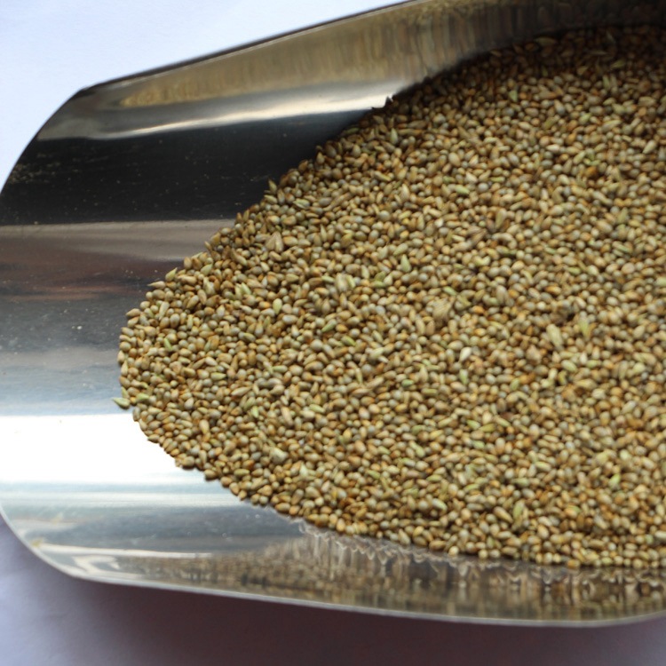 基地直销牧草种子 狼尾草种子 台湾甜象草种子 产量高